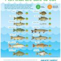Fishes in Lake Ontario that are safe to&nbsp;eat