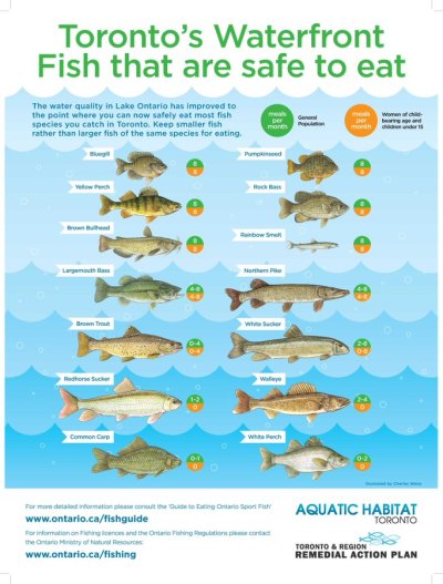 Fishes in Lake Ontario that are safe to eat